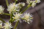 Baldwin's milkwort